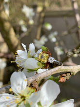 Load image into Gallery viewer, Yellow Sapphire and Diamond Trilogy Ring